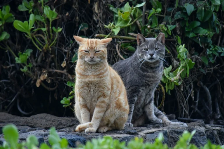 New Hawaii Law Could Penalize Feeding Feral Cats — Here’s What Residents Should Know